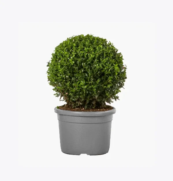 product-image-4_optimized Black Pepper
