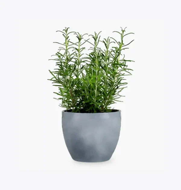 product-image-5_optimized Black Pepper
